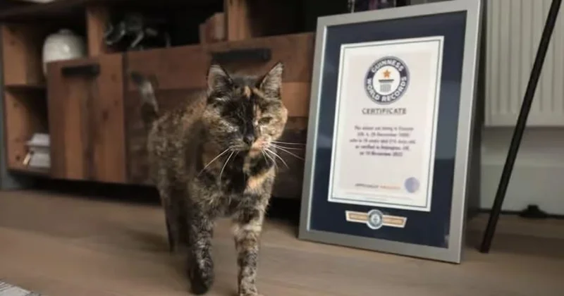 Старейшей в мире кошке исполнилось 30 лет