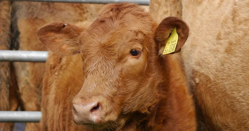 Падеж скота в Зерендинском районе: кто получит выплаты и когда