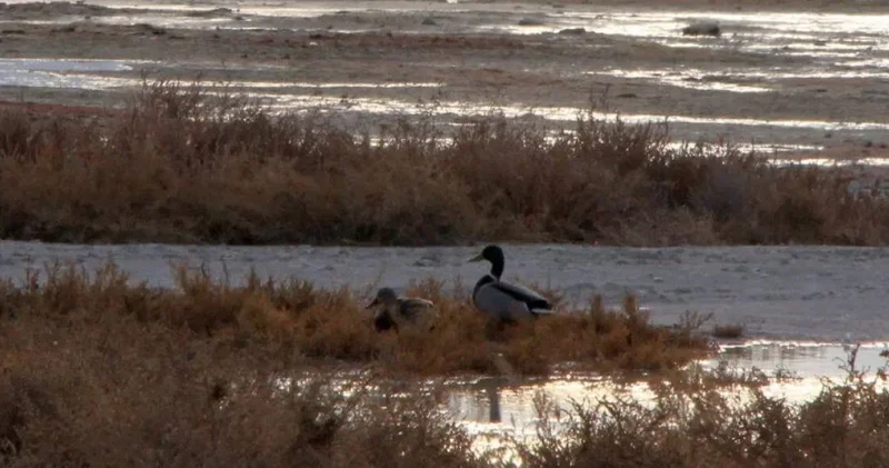 Необычная утка на набережной удивила жителей Актау