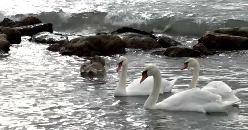 Ақтауға аққулар оралды