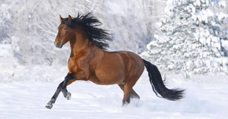 Жыланнан жылқыға