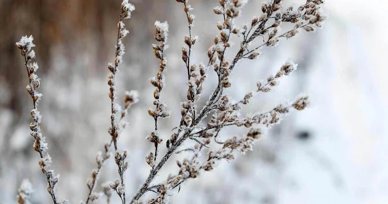 Туман и усиление ветра ожидаются в Шымкенте