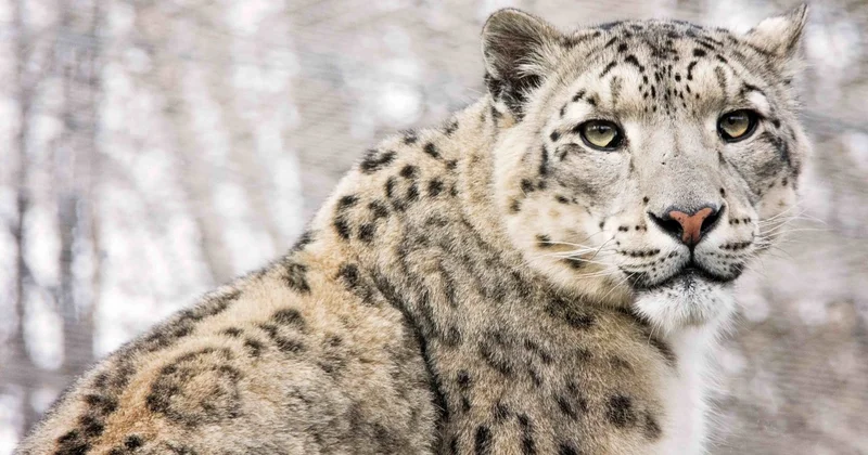 Снежного барса пришлось защищать от туристов вблизи Алматы