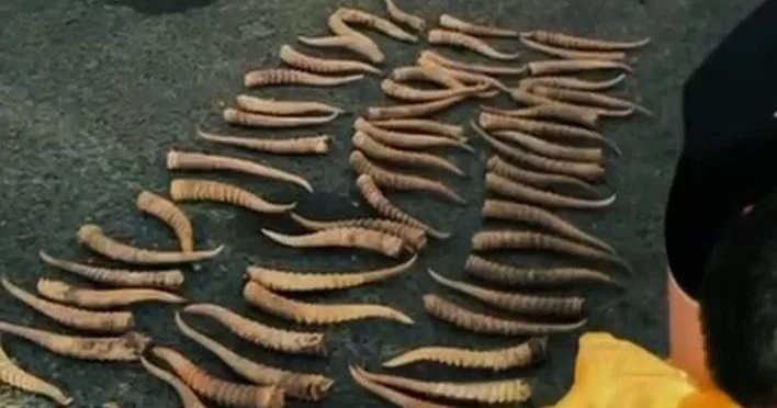 БҚО тұрғыны киік мүйізін сақтағаны үшін сотталды