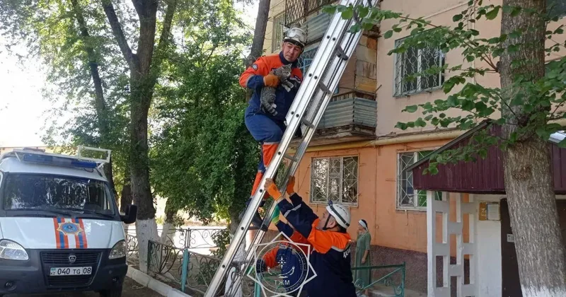 Важна каждая жизнь: более 400 животных спасли сотрудники МЧС РК в 2025 году