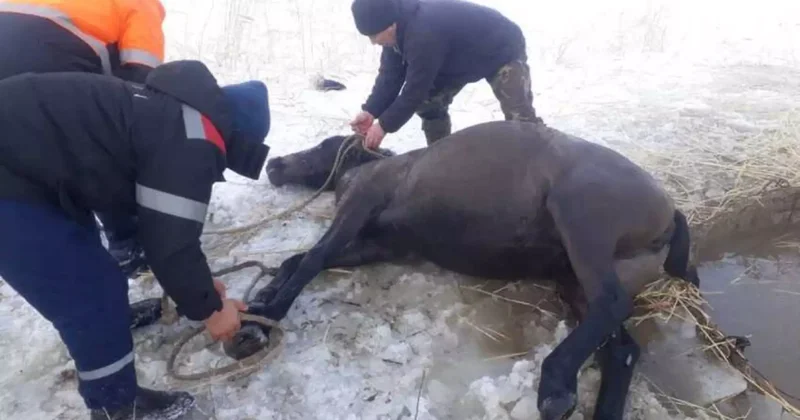 Былтыр құтқарушылар 400 жануарды ажалдан аман алып қалды