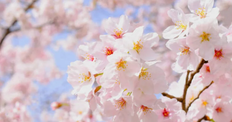 Наурыз айында ақшаны қалай үнемдеуге болады?