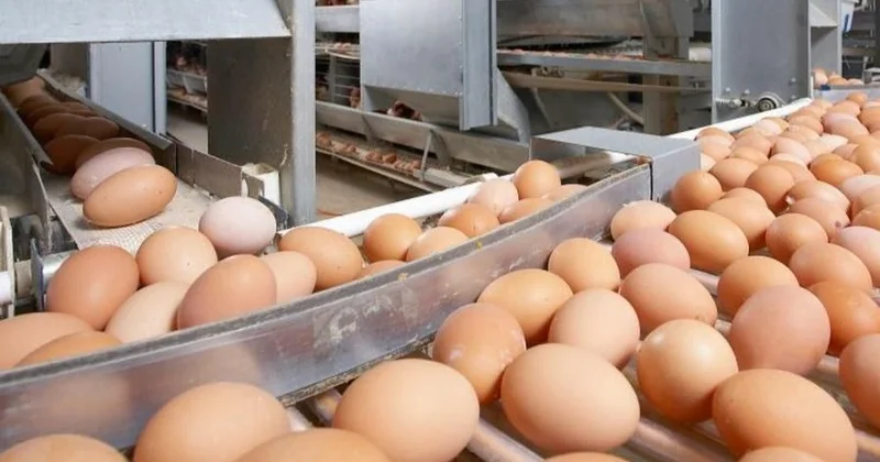 Өскеменде жұмыртқа бағасының көзгеруіне не әсер етті