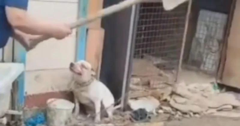 Атырауда итті күрекпен ұрған әйелге қатысты тергеу басталды