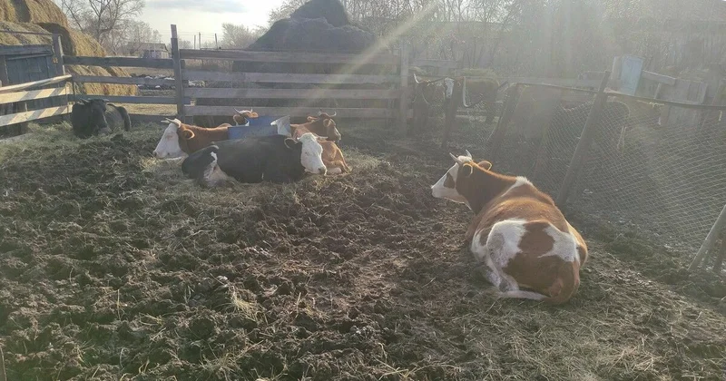 “Неизвестная” пишем “ящур” в уме