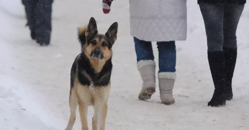 Тұмсығы қан жоса: Атырауда итті аяусыз ұрған әйелге қатысты қылмыстық іс қозғалды