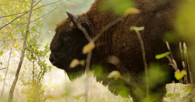У инвестора, завёзшего бизонов в Акмолинскую область, пытались изъять земли