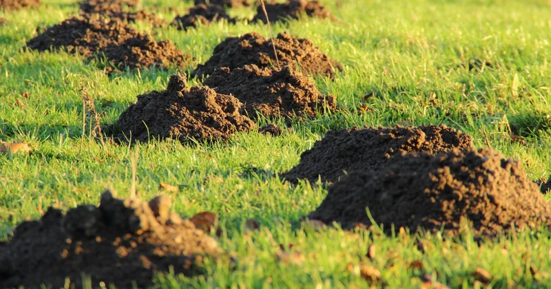 Хранение праха в жилых квартирах запретили в Китае