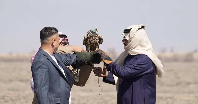 В Жетысу возрождают популяцию сокола балобана