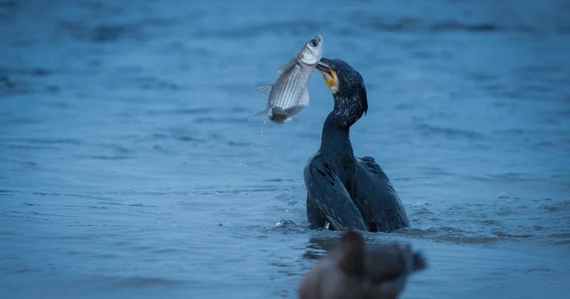 В Павлодарской области будут отстреливать бакланов