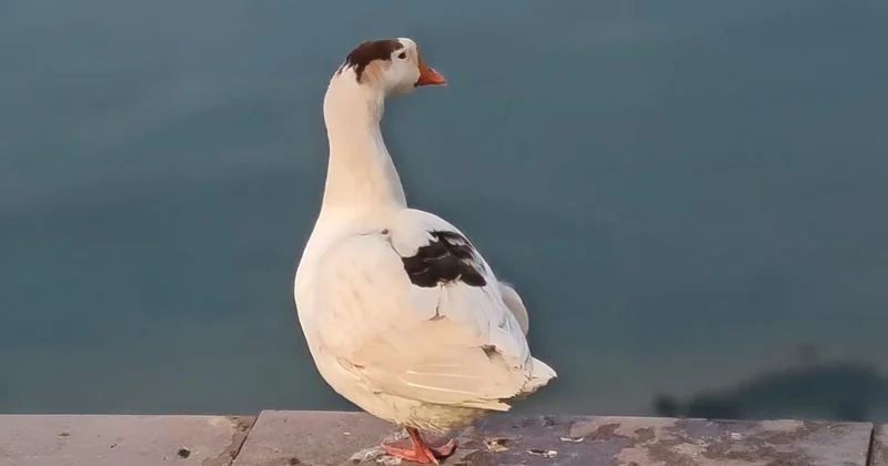 Алматы саябақтарының біріне Қытайда мекендейтін қаз ұшып келді