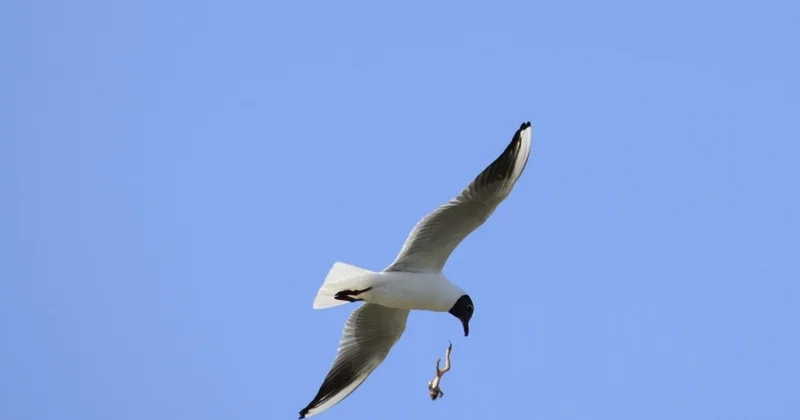 Бурабай ормандарындағы әсем ән: құстар табиғаттағы мінсіз жүйені қалай сақтайды