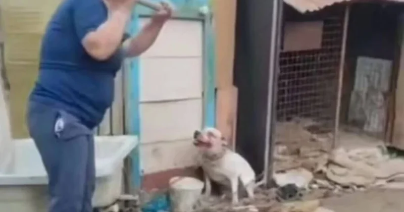 Волонтеры рассказали о состоянии собаки Герды, избитой лопатой в Атырау