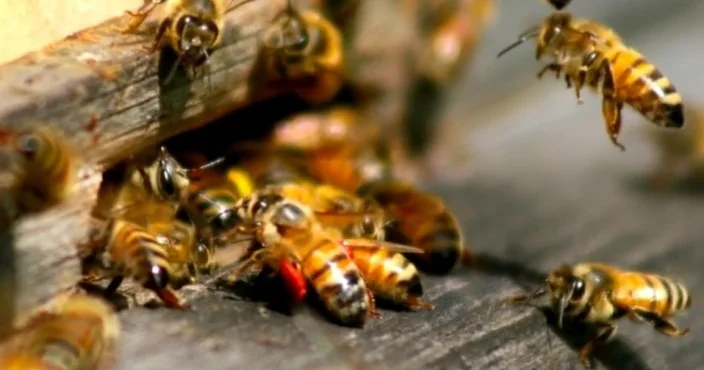 Уытты қайтарған күш