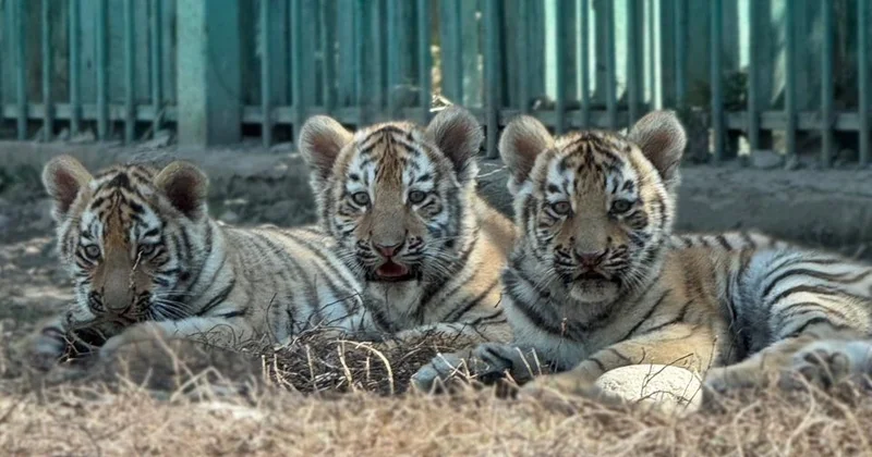 Алматы зообағында дүниеге келген амур жолбарыстарына есім берілді