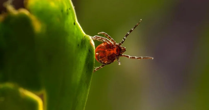 Сезон клещей начался: есть ли в Алматы случаи энцефалита