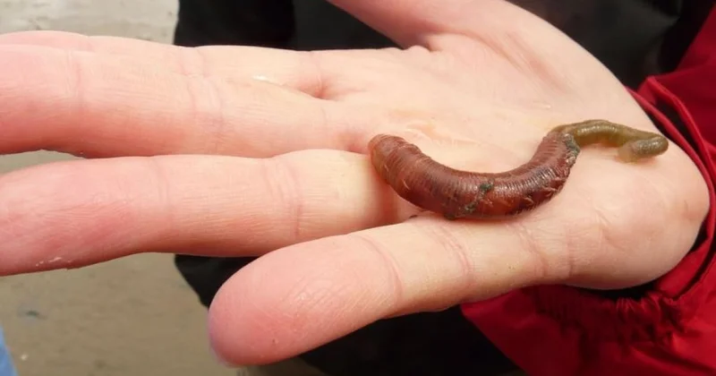 Червь полгода жил в теле россиянки и добрался до глаза