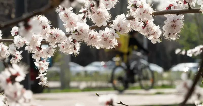 Расцвела алматинская сакура. Алматинцы любуются урюком и мечтают внести в календарь новый праздник