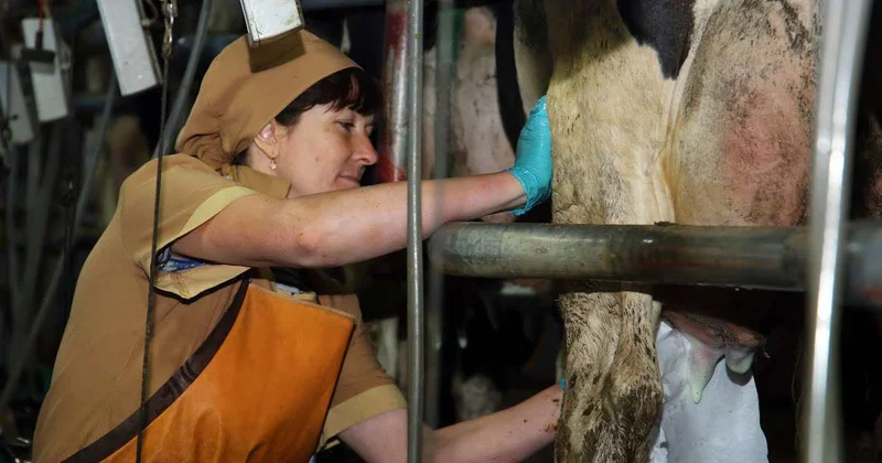 Без кадров нет хлеба : мажилисмены бьют тревогу из за кадрового дефицита в сельском хозяйстве