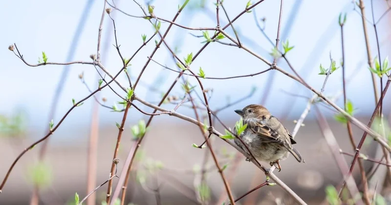 Порадует ли погода жителей Астаны 2 апреля