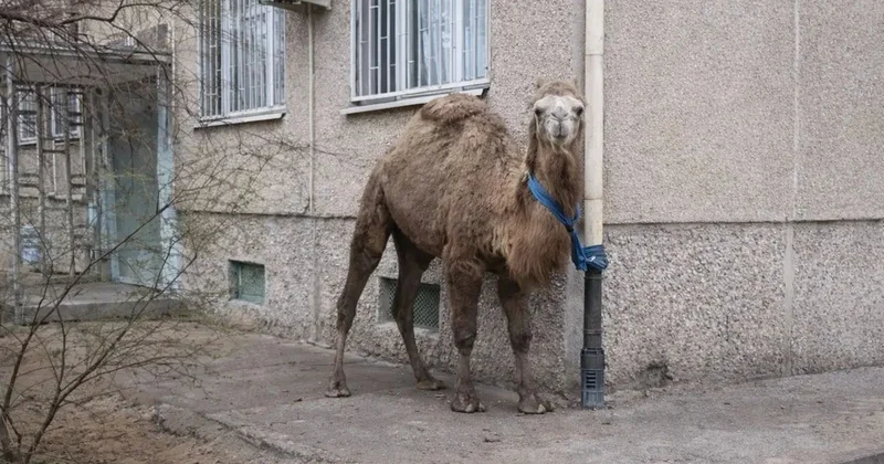 ​Ақтауда түйенің иесіне екінші рет айыппұл салынуы мүмкін