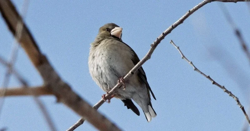 Ертіс орманында құстардың 90 түрі бар