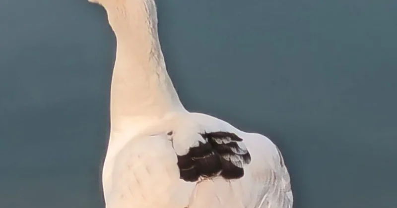 Как китайский гусь сбежал в центр Алматы и вписался в стаю диких уток