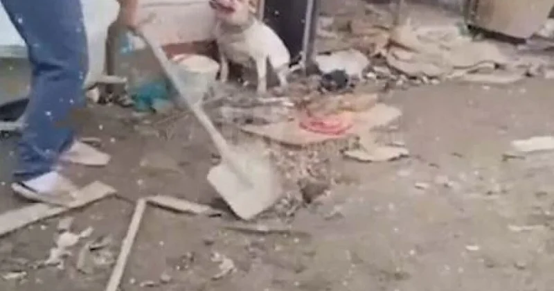 Женщина избила собаку лопатой в Атырау