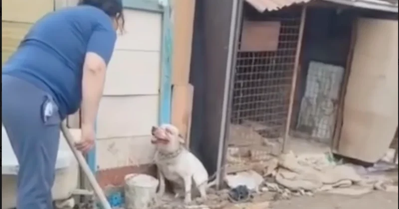 В Атырау женщина избила собаку лопатой: в полиции отреагировали на резонансное видео