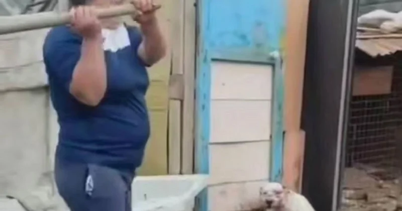 Избивала собаку лопатой: женщину задержали за жестокое обращение с животным в Атырауской области