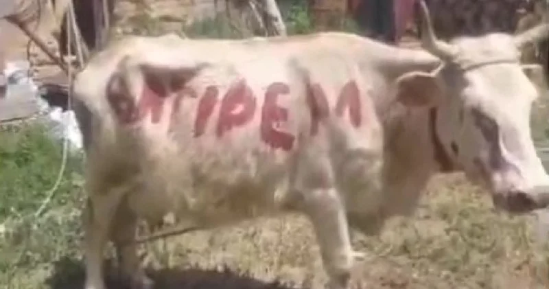 Қазақстанда сиырға жазылған Өлтіремін деген жазуы бар видео талқылануда