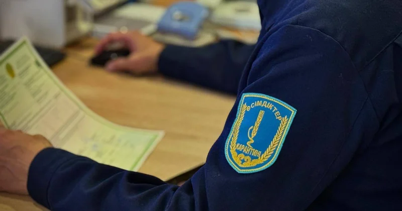 Карантиндік бақылау: Ресейден келген ағаш материалынан қауіпті қоңыз табылды