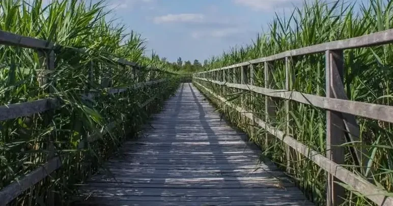 Алматы облысында шайылу қаупіне байланысты Түрген өзеніндегі көпір жабылды