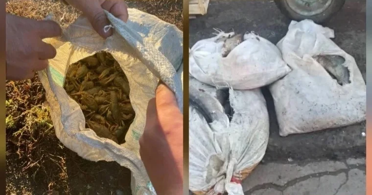 БҚО тұрғыны 10 қап өзен шаянымен ұсталды