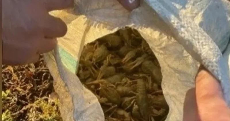 БҚО да тоқтатылған Toyota көлігінің жүк салғышынан 10 қап өзен шаяны табылды