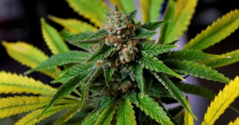 Полицейские изъяли более 12 кг наркотиков в ЗКО