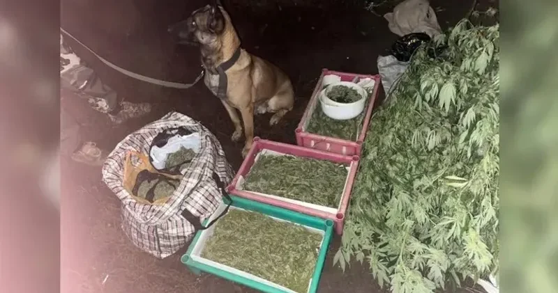 Орал қаласының тұрғынынан полицейлер 12 келі есірткі затын тәркіледі