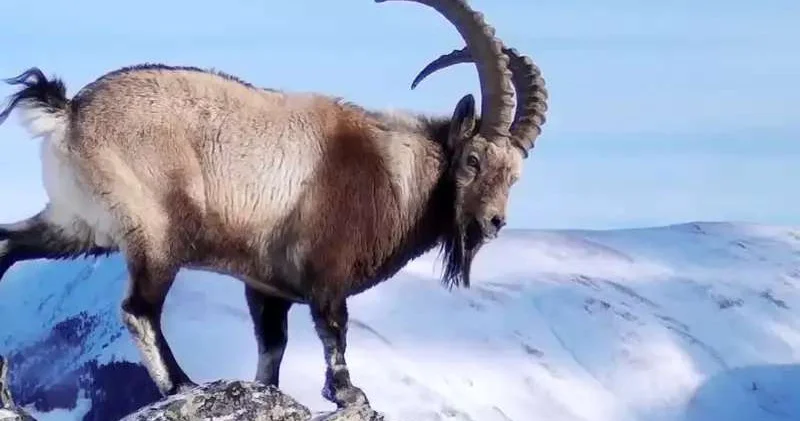 В нацпарке Алтын Эмель прошёл осенний учёт сибирских горных козлов