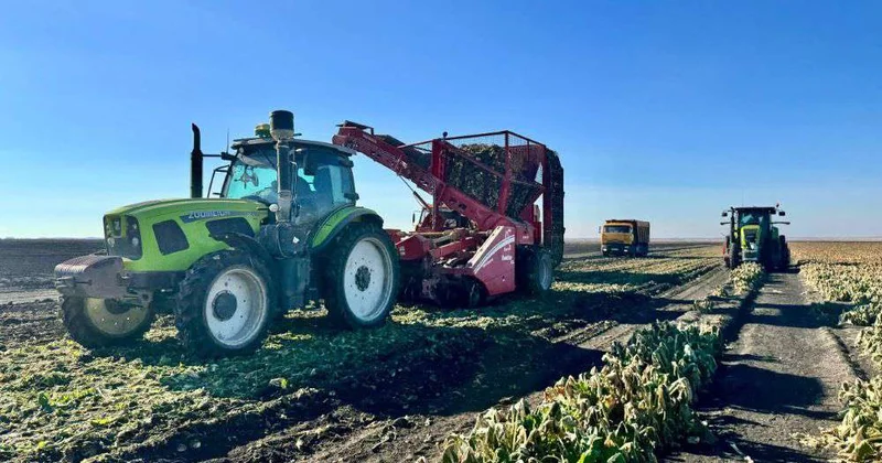 Свекле привольно и на севере