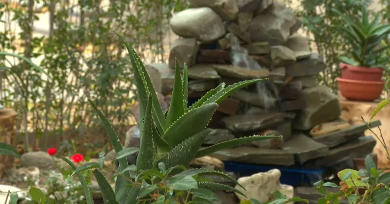 Ақтаулық азамат тұрғын үйдің ауласын гүлзар баққа айналдырды