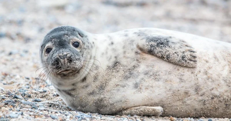 Миллиарды тенге и краснокнижные тюлени: что задержали на границе Казахстана