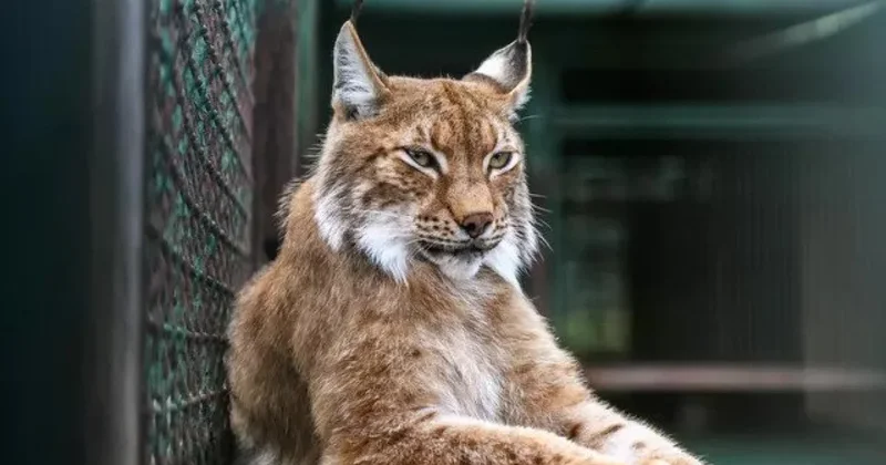 Краснокнижная рысь с детёнышем попала в объектив фотоловушки