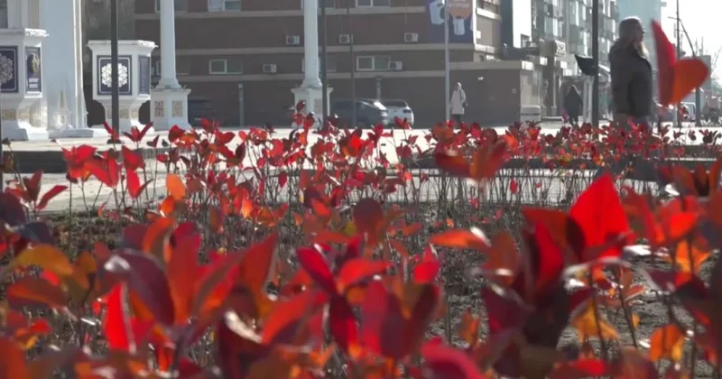 Павлодарда күзгі ағаш егу науқаны жүріп жатыр