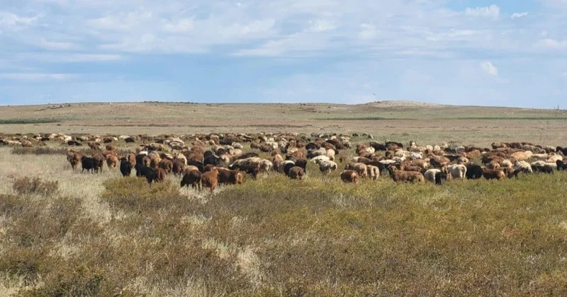 Қой тұқымын асылдандыру қолға алынды