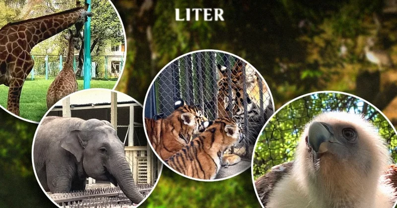 Как живут любимцы алматинцев: зоопарк, где у медведя кондиционер, а у ягуара игрушки